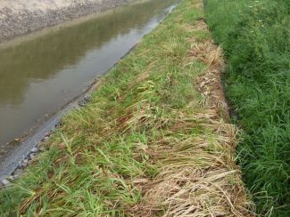 Röhrichtmatten als Erosionsschutz und zur Begrünung an einem Flusslauf